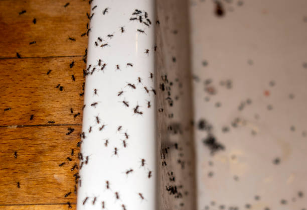 Best Pest Control for Restaurants  in Bogalusa, LA